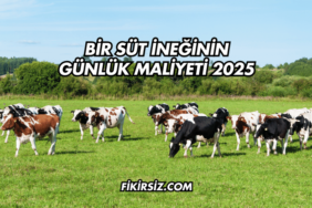 Bir Süt İneğinin Günlük Maliyeti 2025